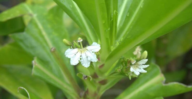 Johor: Riverside Garden Walking Tour With a Naturalist - Experience
