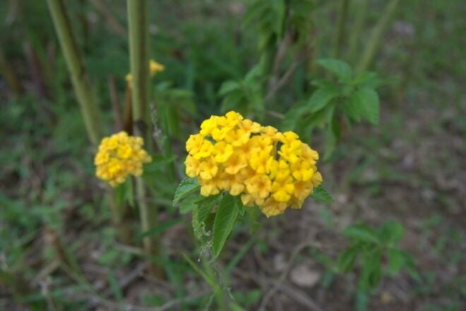Johor: Riverside Garden Walking Tour With a Naturalist - Highlights