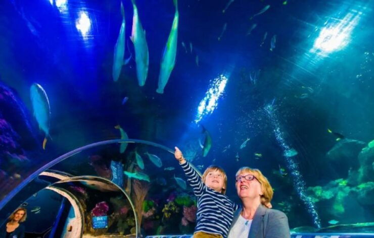 Johor: SEA LIFE at Legoland Admission Ticket - Experience at SEA LIFE