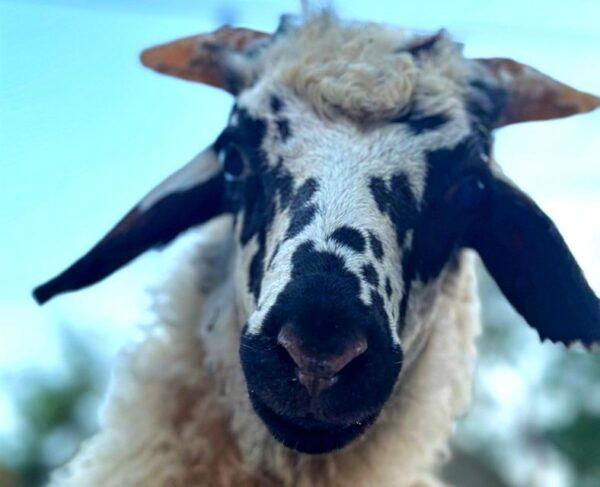 Join A Group Cooking Class At The Home Of A Mykonian Family - Frequently Asked Questions