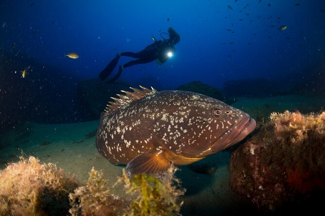 Join a Guided Dive to 2 Must See Dive Sites in Puerto Del Carmen - Overview and Booking Details
