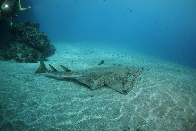 Join a Guided Dive to 2 Must See Dive Sites in Puerto Del Carmen - Meeting and Pickup Information