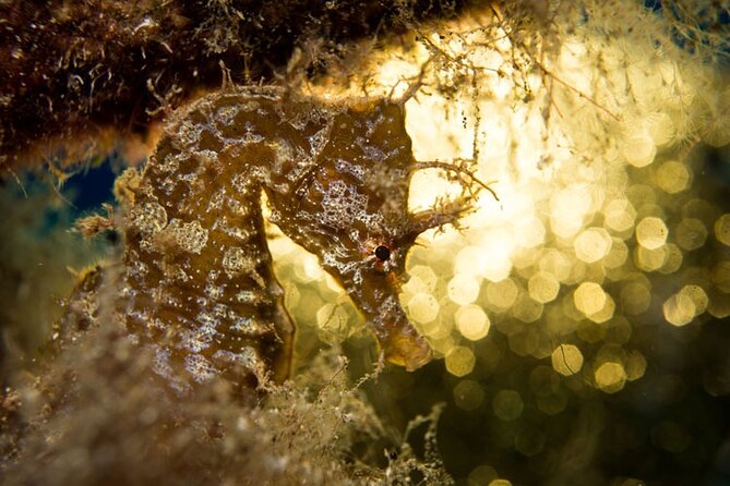 Join a Guided Dive to 2 Must See Dive Sites in Puerto Del Carmen - Cancellation Policy