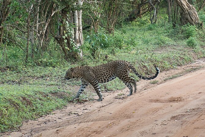 Join Amusing Lanka Tours For Your Next Dream Destination - Tour Packages and Prices