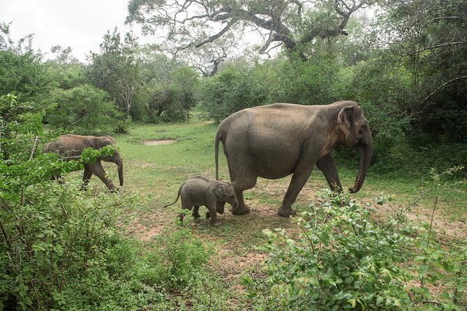 Join Amusing Lanka Tours For Your Next Dream Destination - Inclusions and Amenities