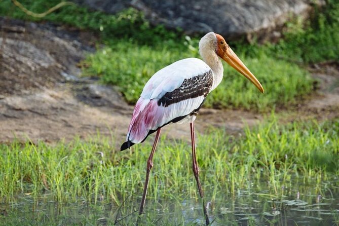 Join Amusing Lanka Tours For Your Next Dream Destination - Reviews and Ratings