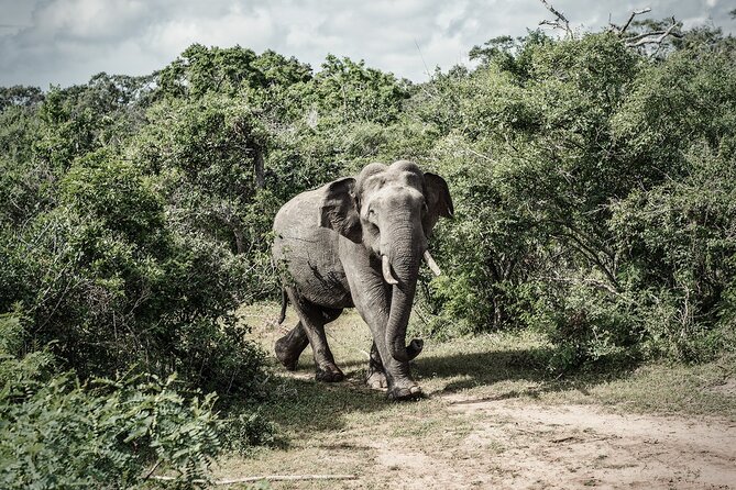 Join Amusing Lanka Tours For Your Next Dream Destination - Additional Information and Tips