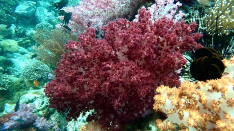 Join Snorkeling Trip 7 Spots Lunch Included - Snorkeling Experience