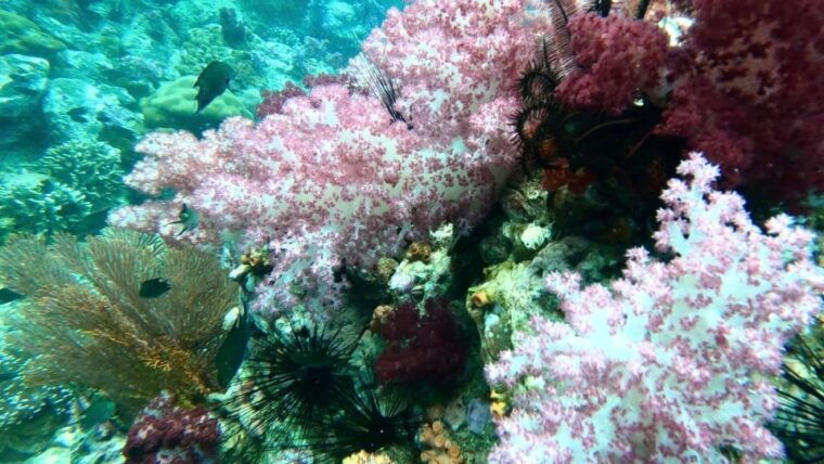 Join Snorkeling Trip 7 Spots Lunch Included - Important Information for Participants