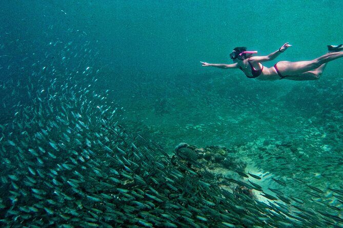 Joiners Whale Shark Watching Pescador Island Sardines and Turtle - Good To Know