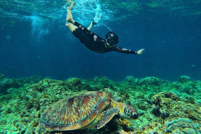 Joiners Whale Shark Watching Pescador Island Sardines and Turtle - Final Thoughts