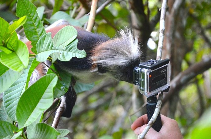 Josani Forest & Dolphin Tour Snorkeling Sea Trip Hals Day - Zanzibar - Good To Know