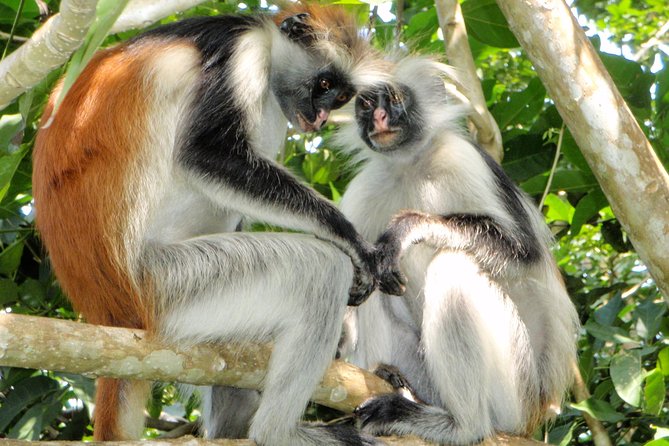 Josani Forest & Dolphin Tour Snorkeling Sea Trip Hals Day - Zanzibar - Inclusions and Logistics