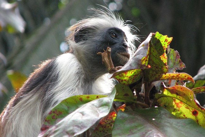 Josani Forest & Dolphin Tour Snorkeling Sea Trip Hals Day - Zanzibar - Pickup and Drop-off Details