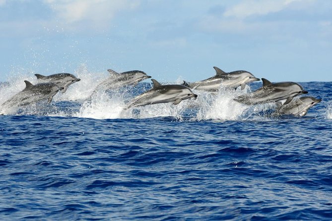 Josani Forest & Dolphin Tour Snorkeling Sea Trip Hals Day - Zanzibar - Additional Tour Information