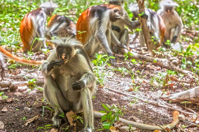 Josani Forest & Dolphin Tour Snorkeling Sea Trip Hals Day - Zanzibar - Price and Booking Details