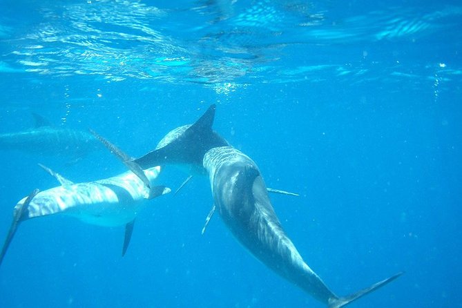 Josani Forest & Dolphin Tour Snorkeling Sea Trip Hals Day - Zanzibar - Frequently Asked Questions
