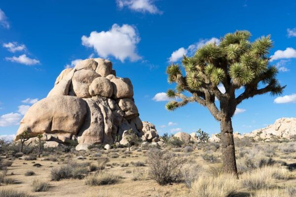 Joshua Tree: Keys View Iconic Driving Tour - Iconic Viewpoints and Landmarks
