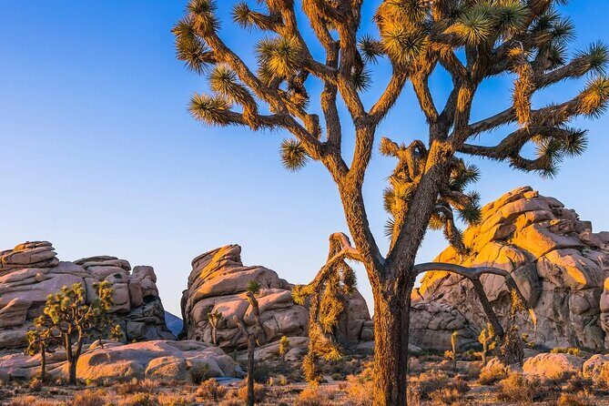 Joshua Tree National Park and Pioneertown Tour - The Sum Up