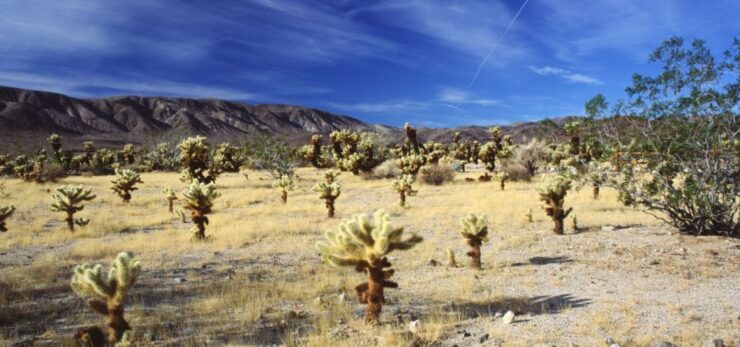 Joshua Tree National Park: Self-Guided Driving Tour - Geology and Flora Insights