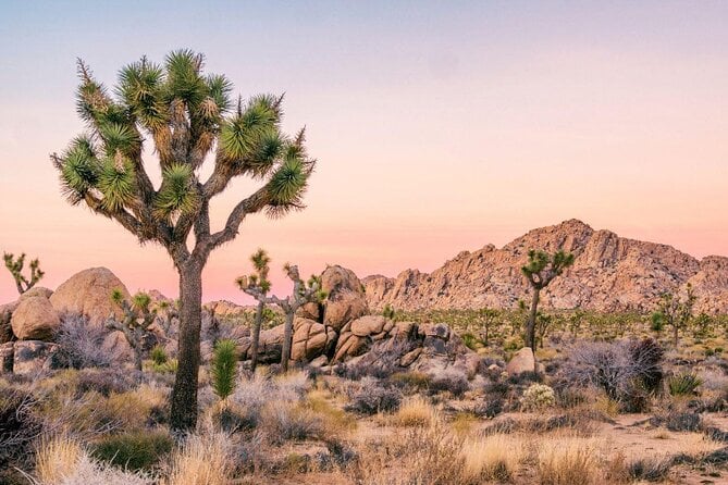 Joshua Tree National Park Self-Guided Driving Tour - Tour Activation and Navigation