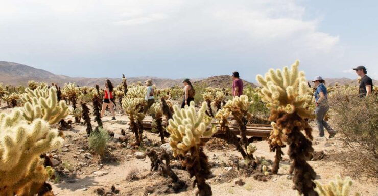 Joshua Tree National Park: Tour and Hike - Tour Highlights
