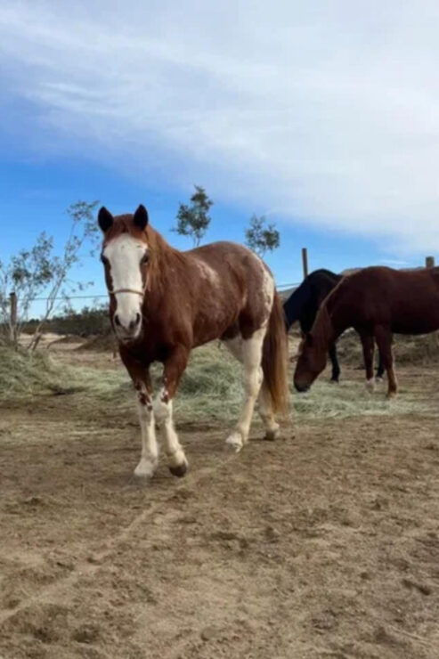 Joshua Tree: Pony Ride for Children - Good To Know