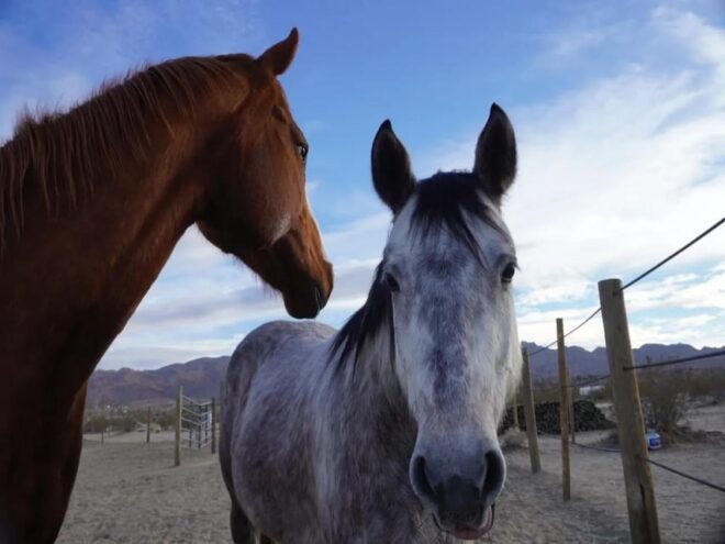 Joshua Tree: Pony Ride for Children - Additional Costs