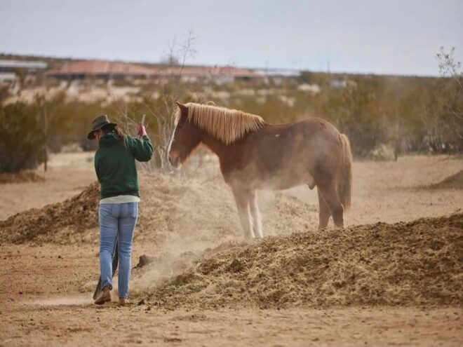 Joshua Tree: Pony Ride for Children - Location and Directions