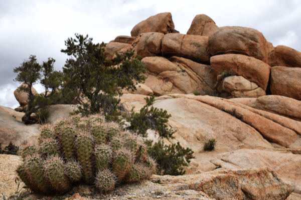 Joshua Trees Hidden Valley Self-Guided Walking Audio Tour - Chasm of Doom Legends