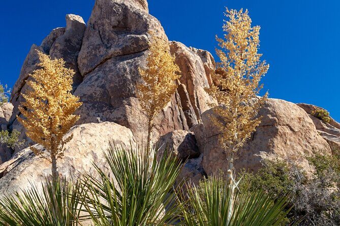 Joshua Tree's Hidden Valley Self-Guided Walking Tour - Good To Know
