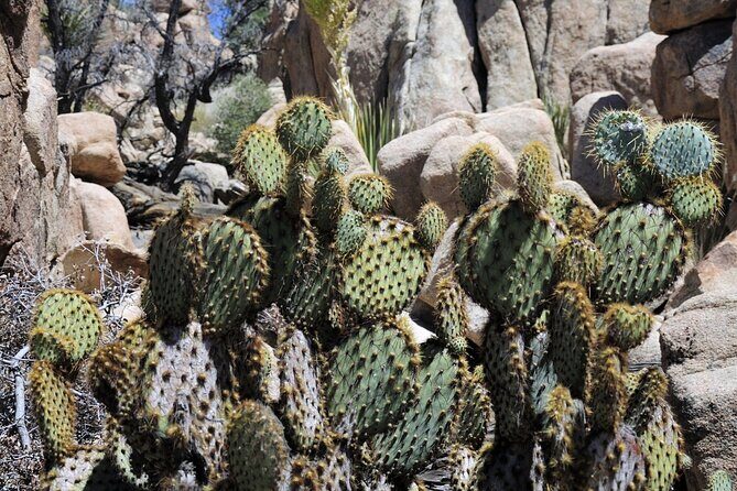 Joshua Tree's Hidden Valley Self-Guided Walking Tour - Accessibility and Practical Considerations