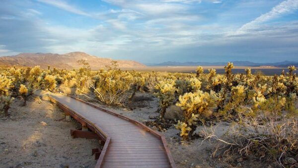 Journey Into Joshua Tree: Audio Driving Tour and Local Guide - Additional Resources Beyond the Park