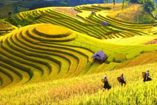 Journey Through Sapa Terraces & Traditions - Frequently Asked Questions