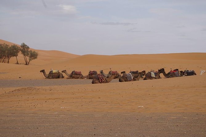 Journey Tour to Zagora & Atlas Mountains - Meeting and Pickup