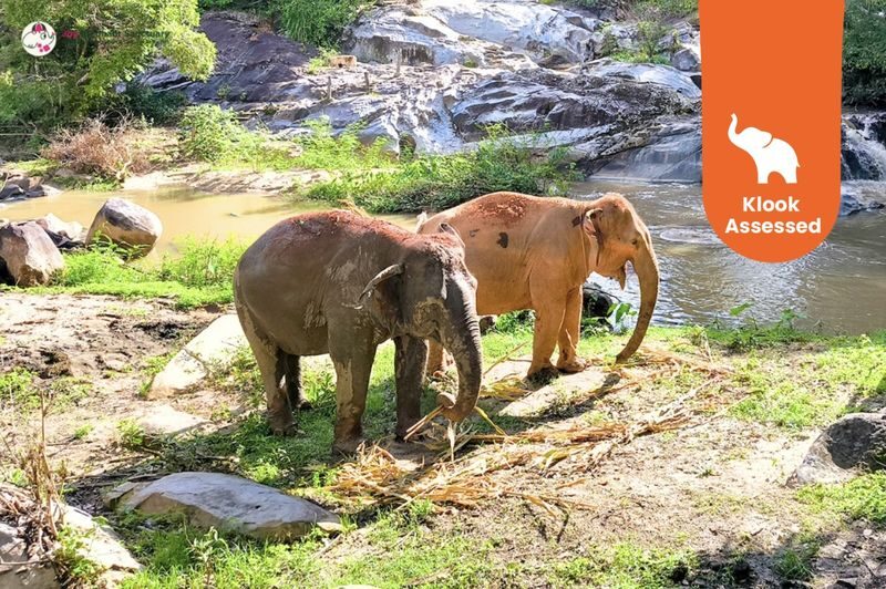Joy Elephant Sanctuary Chiang Mai Observation and Activity Combo - What to know before you book