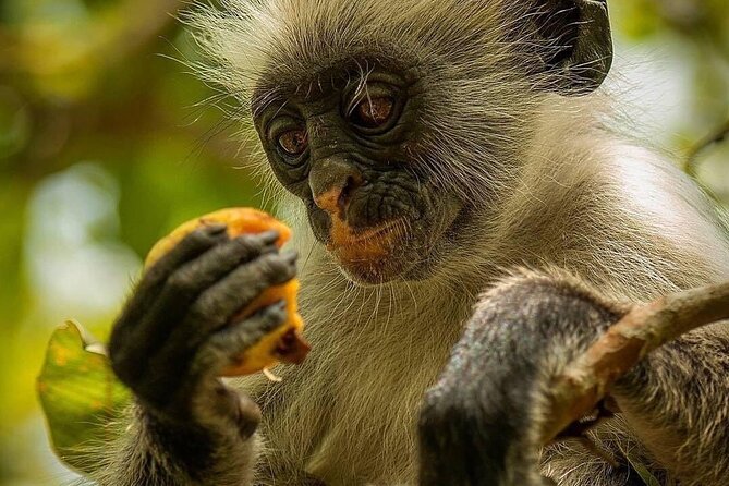 Jozani Forest; Stone Town; The Island Pongwe Restaurant; Baraka Aquarium; Kendwa - Location Details