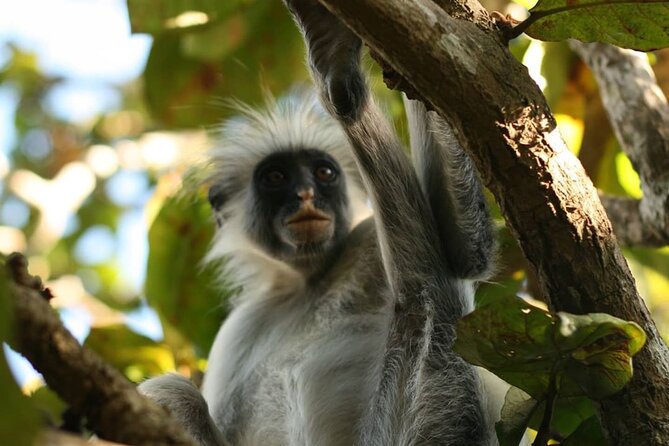 Jozani Forest; Stone Town; The Island Pongwe Restaurant; Baraka Aquarium; Kendwa - Pickup Services