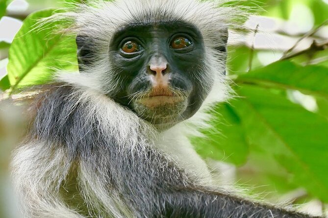 Jozani Forest; Stone Town; The Island Pongwe Restaurant; Baraka Aquarium; Kendwa - Cancellation Policy
