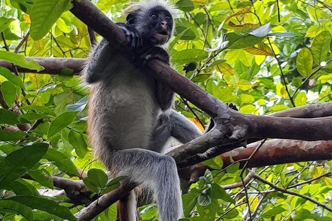 Jozani Forest; Stone Town; The Island Pongwe Restaurant; Baraka Aquarium; Kendwa - Booking Information