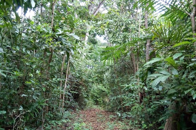 Jozani Forest Tour - Pickup and Drop-off