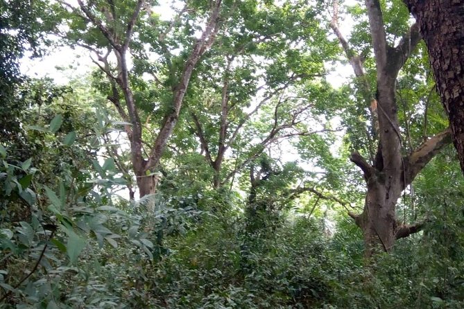 Jozani Forest Tour - Reviews