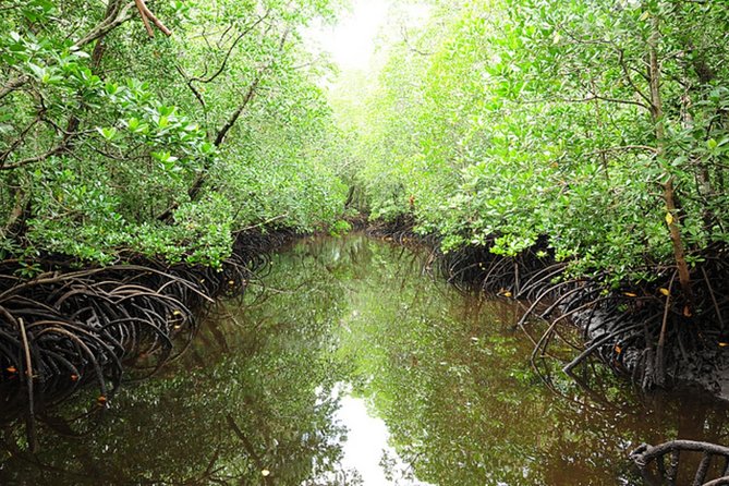 Jozani Forest, Village Tour and Mtende Beach Zanzibar - Mangrove Forest Exploration