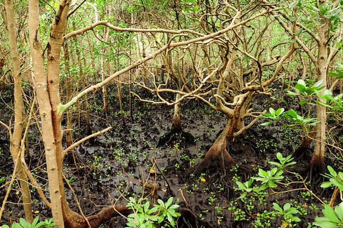 Jozani Forest, Village Tour and Mtende Beach Zanzibar - Local Village Visit in Makunduchi