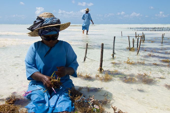 Jozani Forest, Village Tour and Mtende Beach Zanzibar - Tour Inclusions and Pricing