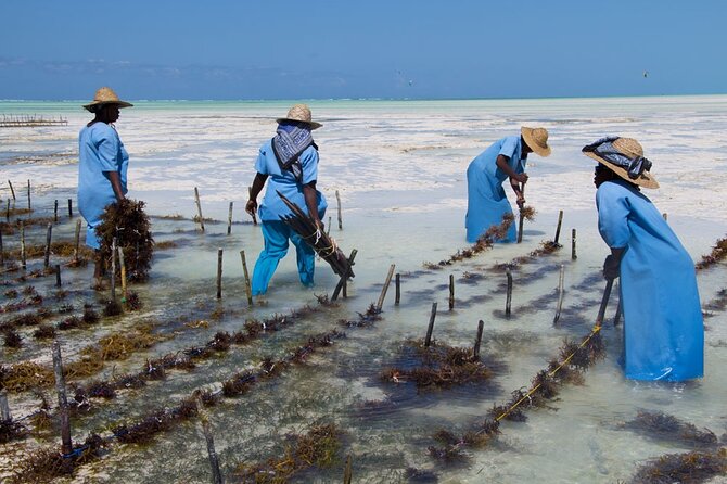 Jozani Forest, Village Tour and Mtende Beach Zanzibar - Additional Information and Reservations