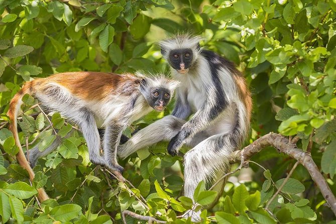 Jozani National Park - Good To Know