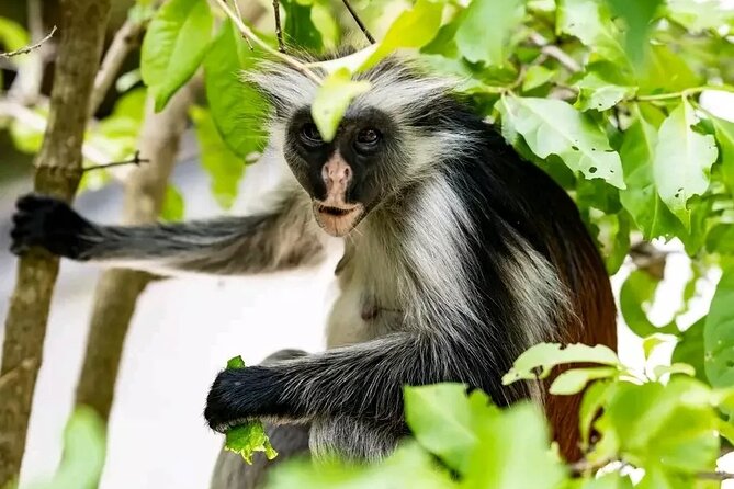 Jozani National Park - Frequently Asked Questions