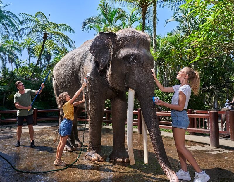 Jumbo Wash Experience at Mason Elephant Park in Bali - What the Jumbo Wash involves