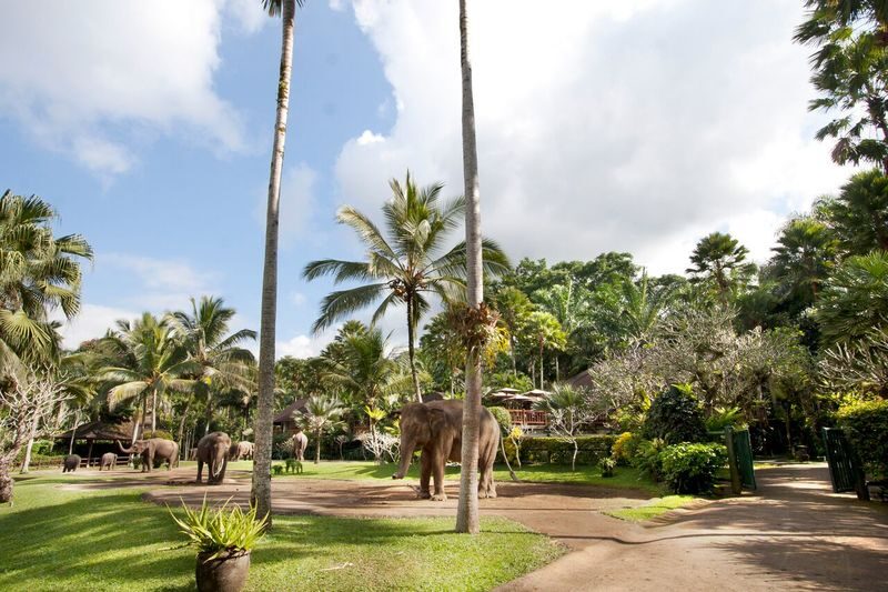 Jumbo Wash Experience at Mason Elephant Park in Bali - What to bring and what to expect